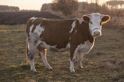 Cow standing in a field