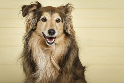 Portrait of dog on floor