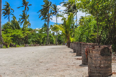 Footpath amidst palm trees against clear sky