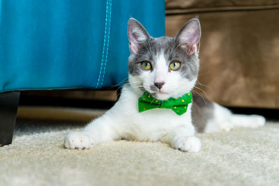Portrait of cat relaxing on floor