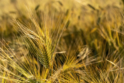 Close-up of wheat growing on field