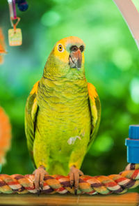 Close-up of parrot perching on branch