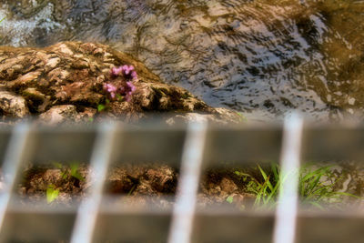 Close-up of plants growing on rock