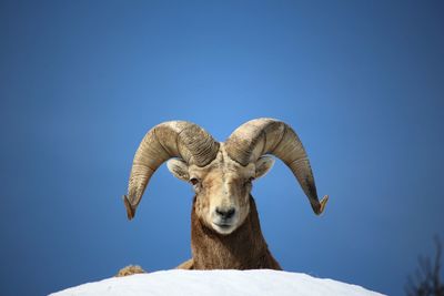 Low angle view of horse against clear blue sky