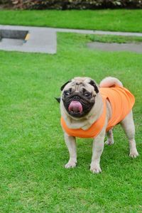 Portrait of a dog on field