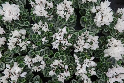 High angle view of white flowering plants