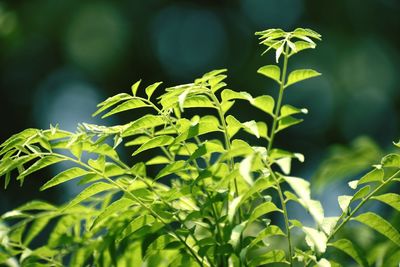 Close-up of fresh green leaves