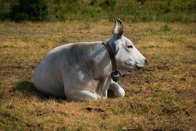 Muccha with a bell around its neck resting in rigopiano farindola abruzzo