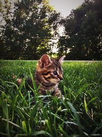 Close-up of cat sitting on grass in field