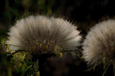 Close-up of white dandelion flower