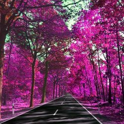 View of purple flowering trees in park