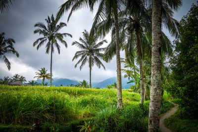 Palm trees on field against sky