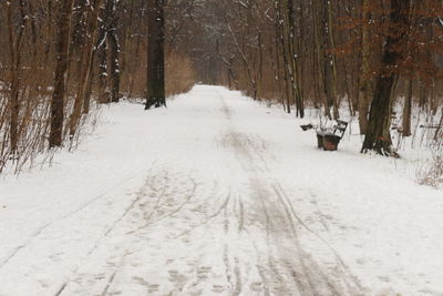 Snow covered trees in forest