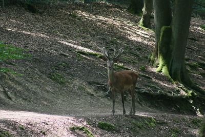 Deer standing on a field