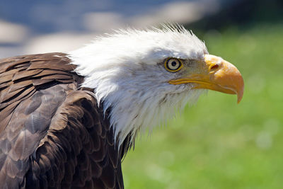 Close-up of the head of a bald eagle