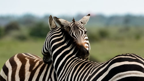 Close-up of zebras