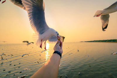 Low angle view of seagull flying over sea during sunset