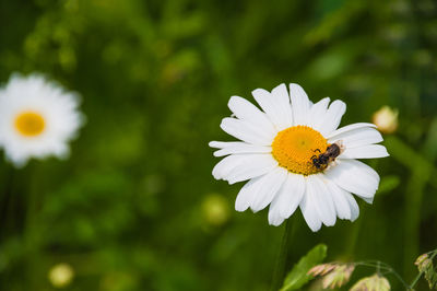 Close-up of insect on white flower