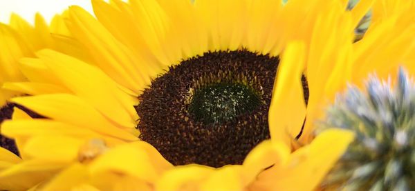 Close-up of sunflower