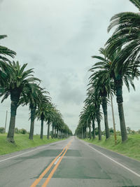 Palm trees against sky on route 
