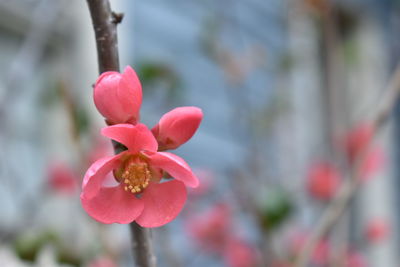 Close-up of pink flowering plant