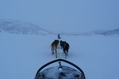 Horses on snow covered landscape