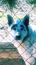 Portrait of dog seen through fence