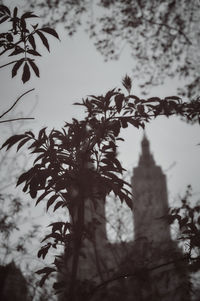 Low angle view of tree against sky