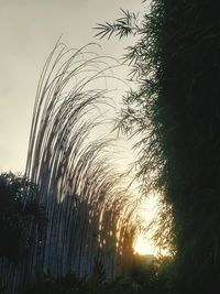 Low angle view of silhouette trees against sky during sunset