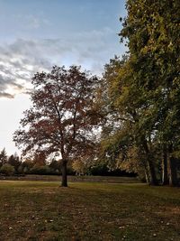 Trees on field against sky