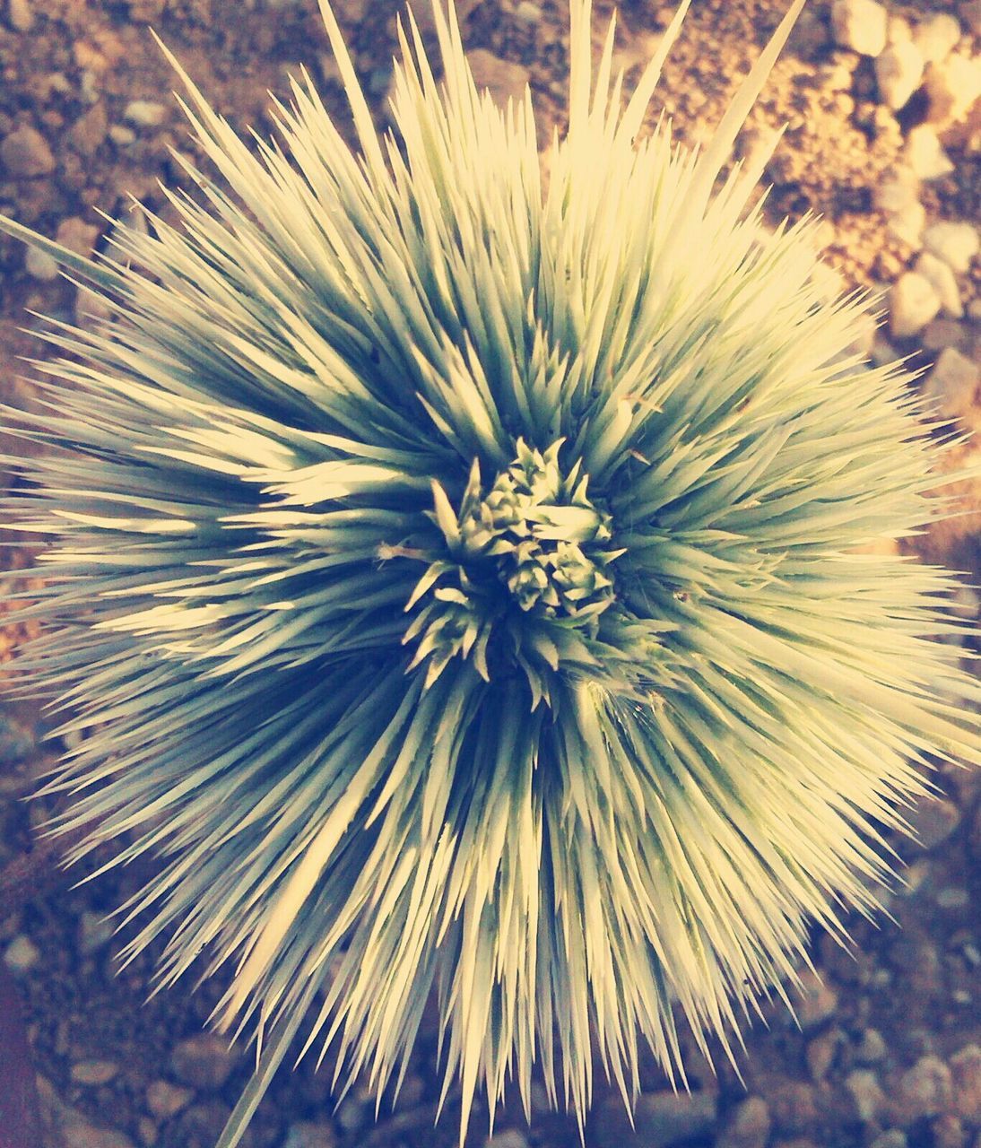 close-up, growth, nature, flower, spiked, beauty in nature, fragility, full frame, thorn, natural pattern, flower head, plant, dandelion, freshness, backgrounds, cactus, outdoors, no people, dry, day