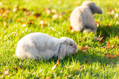 Rabbit in a field