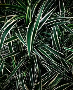 Full frame shot of plants growing on field