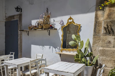 Potted plant on table