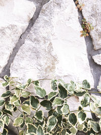 Close-up of ivy on wall