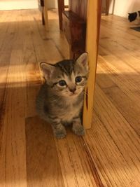 High angle view of cat sitting on hardwood floor