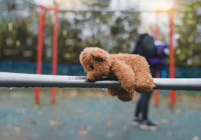 Close-up of dog looking away