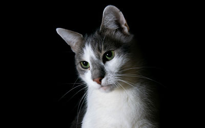 Close-up portrait of a cat against black background