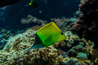 Fish swimming in sea