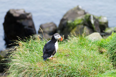 Close-up of bird perching on rock