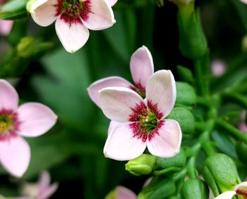 Close-up of pink flowering plant