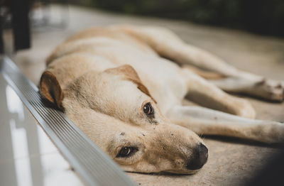 Close-up of dog sleeping