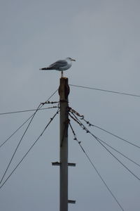 Low angle view of bird perching on cable against sky
