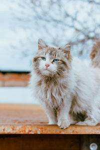 Portrait of cat on wood