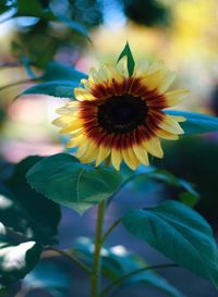 Close-up of yellow flowering plant