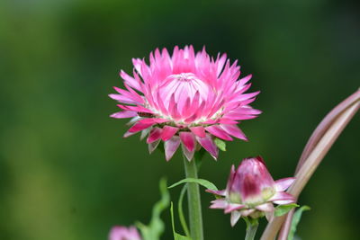 Close-up of pink flower