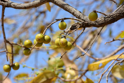 Indian ebony or tendu fruit. tendu is a seasonal fruit available mainly in summer