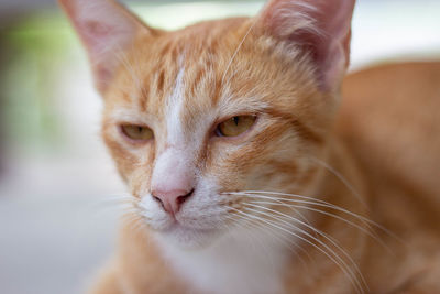 Close-up portrait of cat