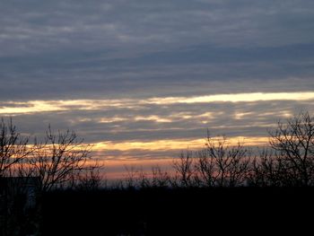 Silhouette plants against sky during sunset