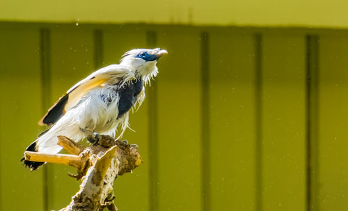 Close-up of bird perching